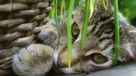 Ein Stück Natur: Kräutergarten für Katzen