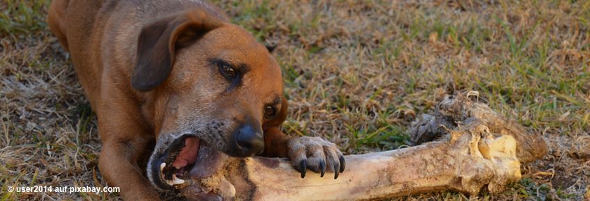 Unsere Hunde schmecken: umami, bitter, sauer und  süß 