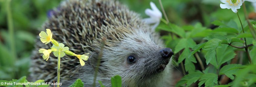 Unerwartete Begegnung im Garten