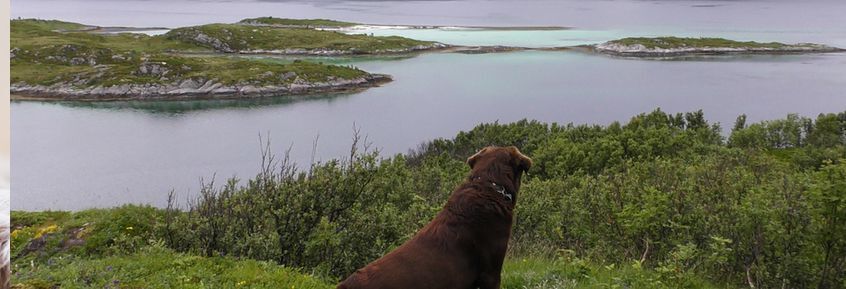 Tödliche Gefahr für Hunde in Norwegen