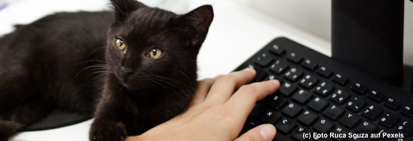 Plötzlich Homeoffice: was ihre Katzen dazu sagen