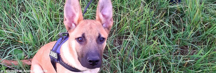 Die 8 häufigsten Erkrankungen der Hundeohren [07|21]