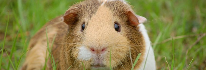 Komplementärmedizin: Manuka Honig Salbe bei Meerschweinchen 