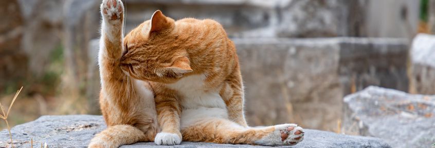 Wenn Putzdrang zum Katzenproblem wird: psychogene Alopezie
