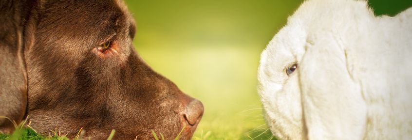 Frohe Ostern: Rezepte für Hund, Katze, Meerschweinchen & Co.