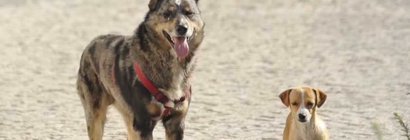 Studie zum Lernverhalten von Hunden im Rudel 