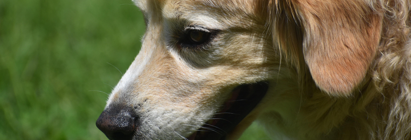 Auch Hunde können Sodbrennen haben:  13 mögliche Ursachen