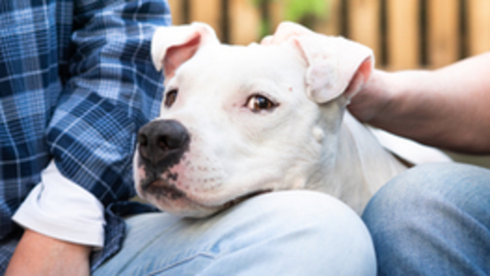 Petdoctors ist unser Beitrag für eine bessere Welt für Tiere