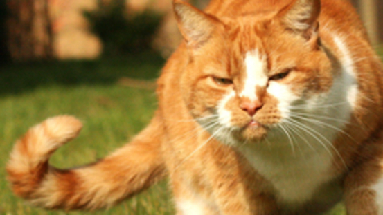 Die Schwanzhaltung unsere Katzen spricht Bände: 14 Signale