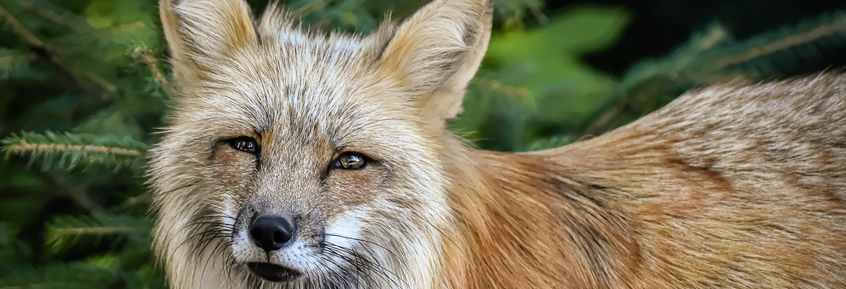 Mehr als 15 Wildtierarten bevölkern die Stadt 