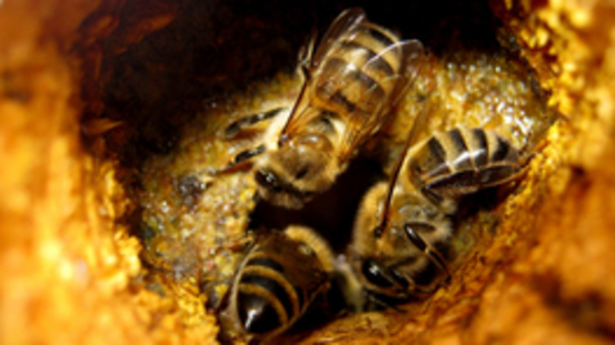 Alleskönner Propolis: antibakteriell, viruzid, Fungizid