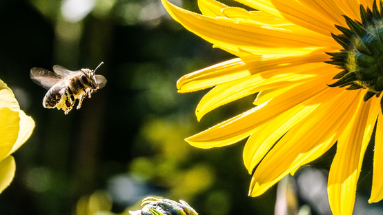 Apitherapie, Bienen, Honig, Gelee Royal, Anti-Aging, Königin, Ammenbienen, Antioxidativ, Antibakteriell, Allergie, Asthma, Pyrrolizidinalkaloide, polyzyklische Kohlenwasserstoffe, Petdoctors.at, WikiPETia.de - News [06|24]