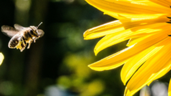 Gelée Royal: das Anti-Aging Mittel der Bienenkönigin