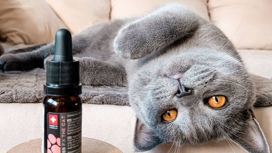 Swissfx bio cbd Öl für katzen a