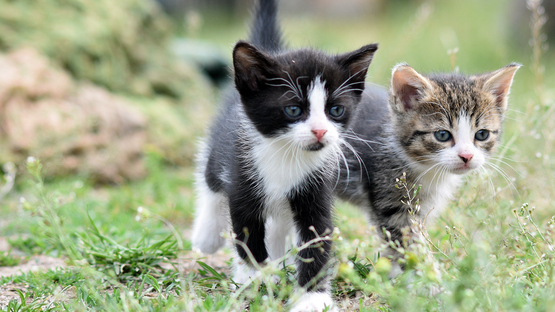 Verhalten, Katze, Einzelgänger, Rudeltier, Vergesellschaftung, Kommunikation, Körpersprache, Lautsprache, Duftsprache - Petdoctors.at [07|07|24]