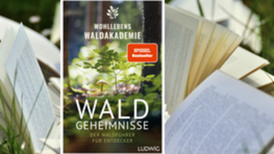 Buchtipp No41: Waldgeheimnisse