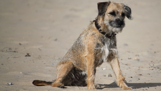 Spike´s Disease, Canine Epileptoid Cramping Syndrome, paroxysmale glutensensitive Dyskinesie, PGSD, Bewegungsstörungen, gluten-freien Diät, Deutsch Kurzhaar, Border Terrier - Petdoctors.at  [05|08|24]