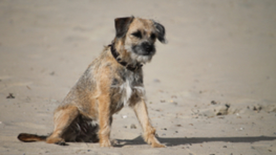 Canine Epileptoid Cramping Syndrome bei Border Terrier  & Co