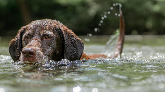 Wasserrute, Limber Tail, Hammelschwanz, Schmerzen, Wasser, Jagdhunde, Beagle, Pointer, Setter, Retriever - Petdoctors.at  [29|08|24]