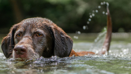 10 Symptome für Limber Tail Syndrom: Wasserrute beim Hund