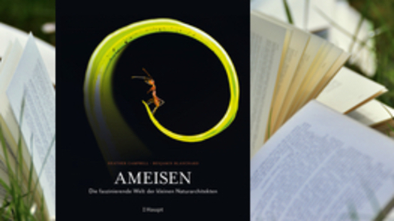 Buchtipp No55: Ameisen