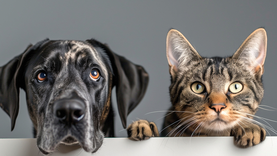 Immunsystem, Gesundheit, Widerstandskraft, Hund, Katze, Herbst, Kräuter